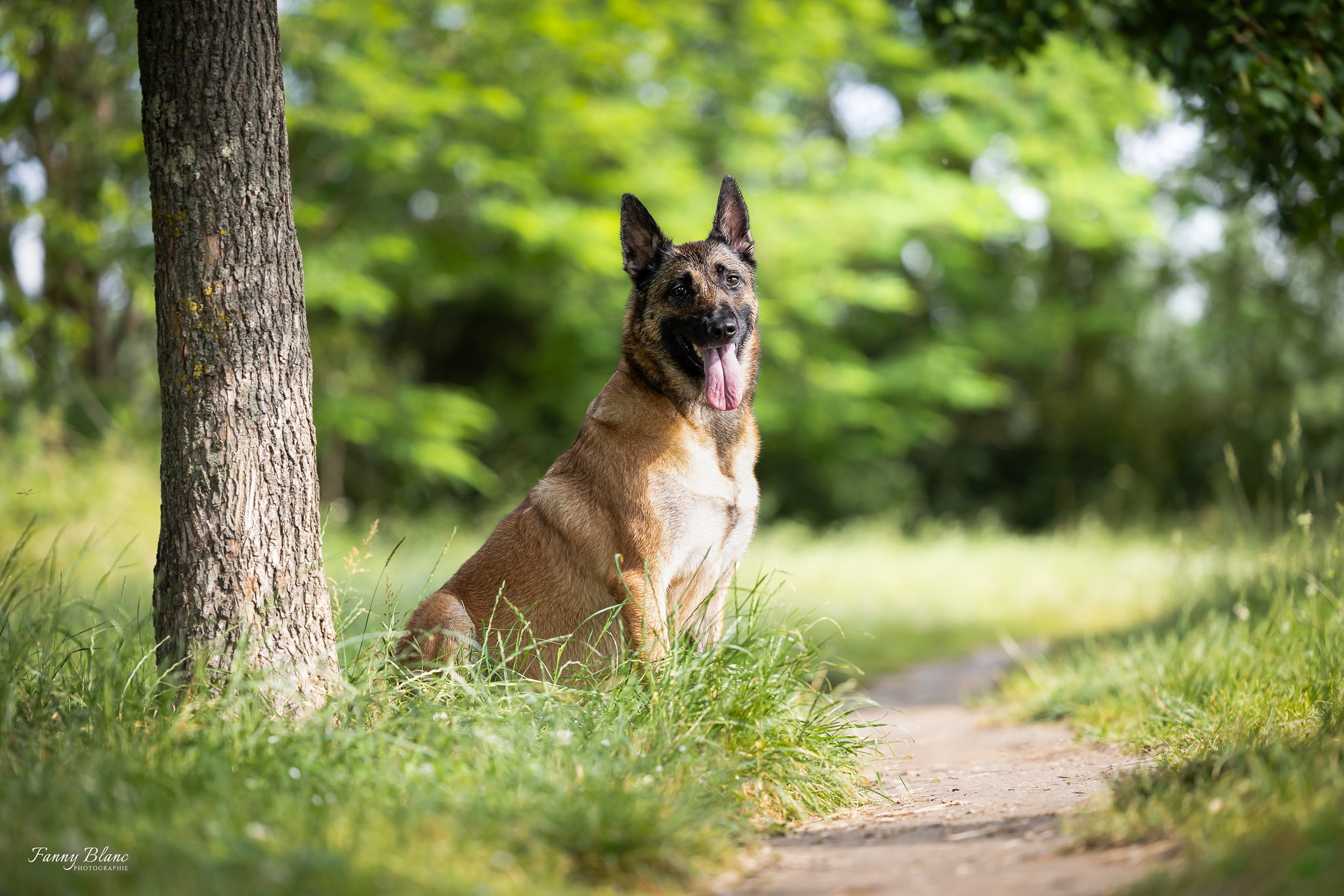 chien malinois gardiennage doudy pets Montauban