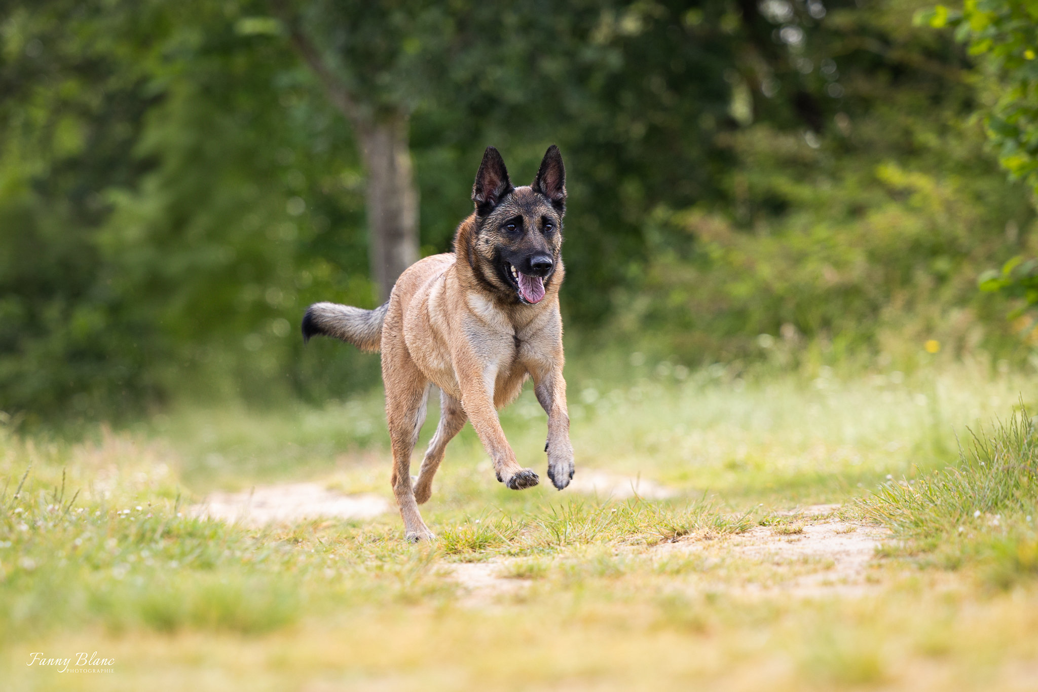 chien malinois promenade doudy pets Montauban
