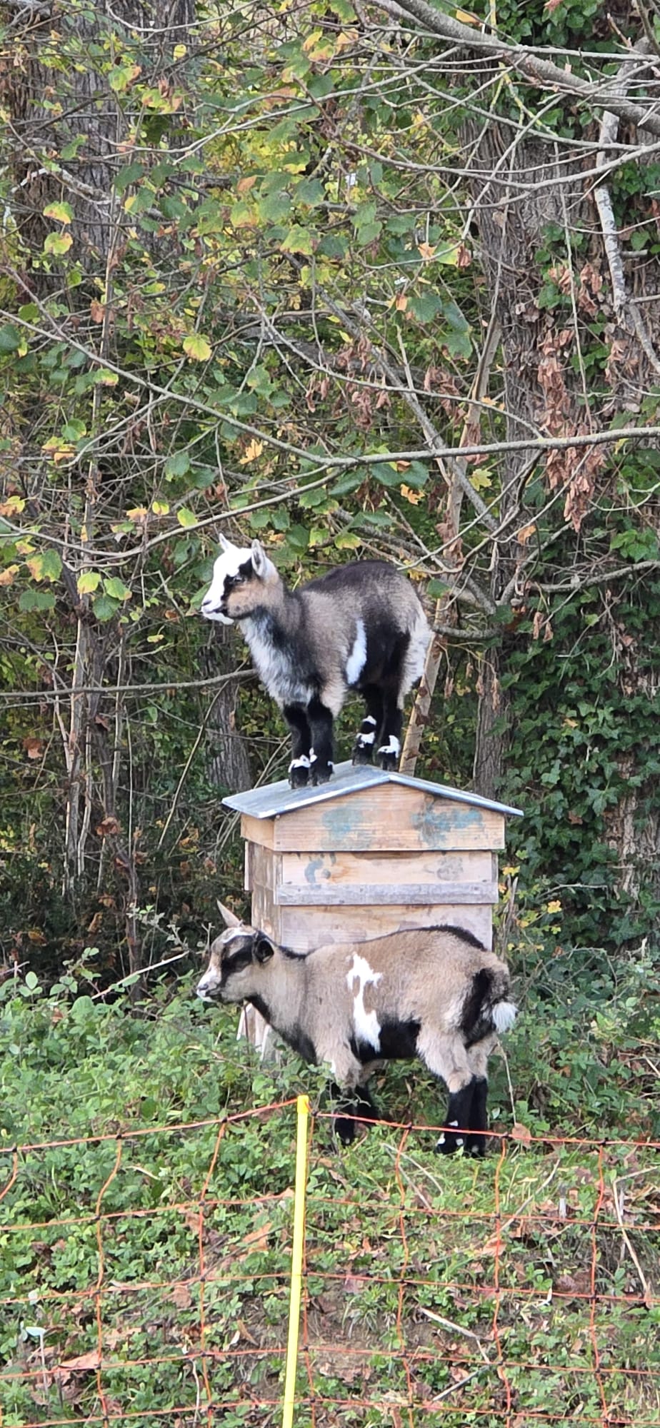 garde chèvres doudy pets Montauban