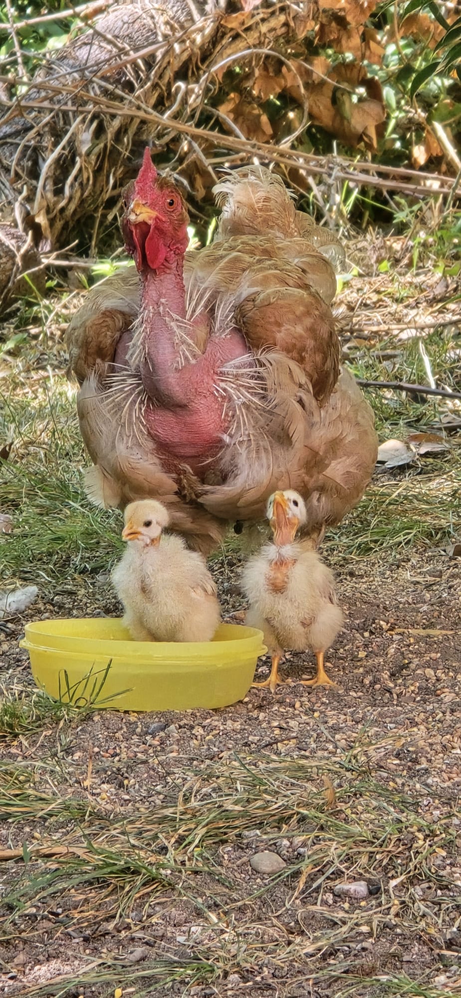 garde poules poussins doudy pets